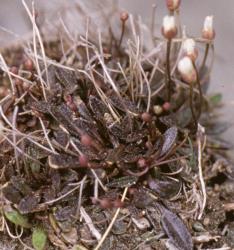 Cardamine sciaphila. Plant with brown rosette leaves and inflorescence with flower buds.
 Image: P.B. Heenan © Landcare Research 2019 CC BY 3.0 NZ